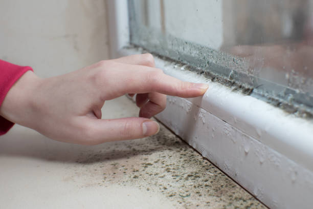 Best Mold Removal for HVAC Installations  in Quartzsite, AZ