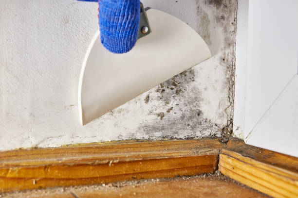 Best HVAC Mold Inspection and Cleaning  in Quartzsite, AZ
